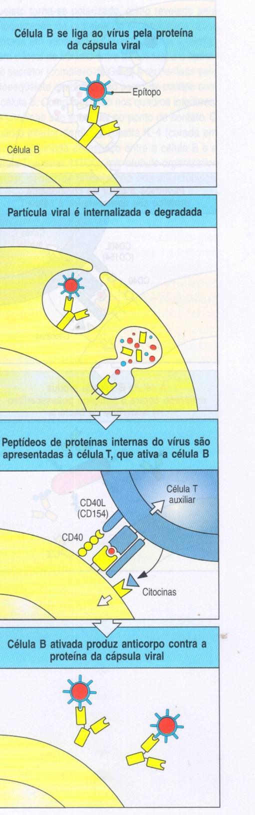 Células THs ativam céls B que reconhecem o mesmo antígeno Reconhecimento ligado com cél T cognata o