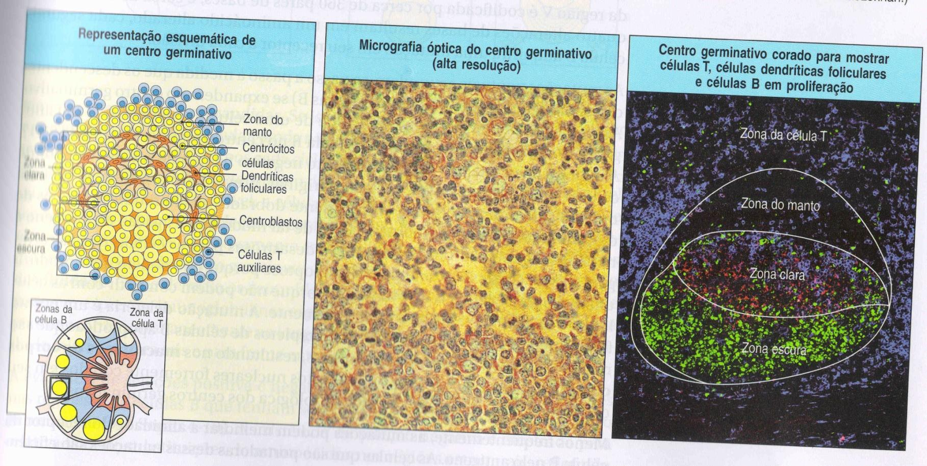 Inicialmente céls B em proliferação produzem Igs de superfície e são chamadas de centroblastos