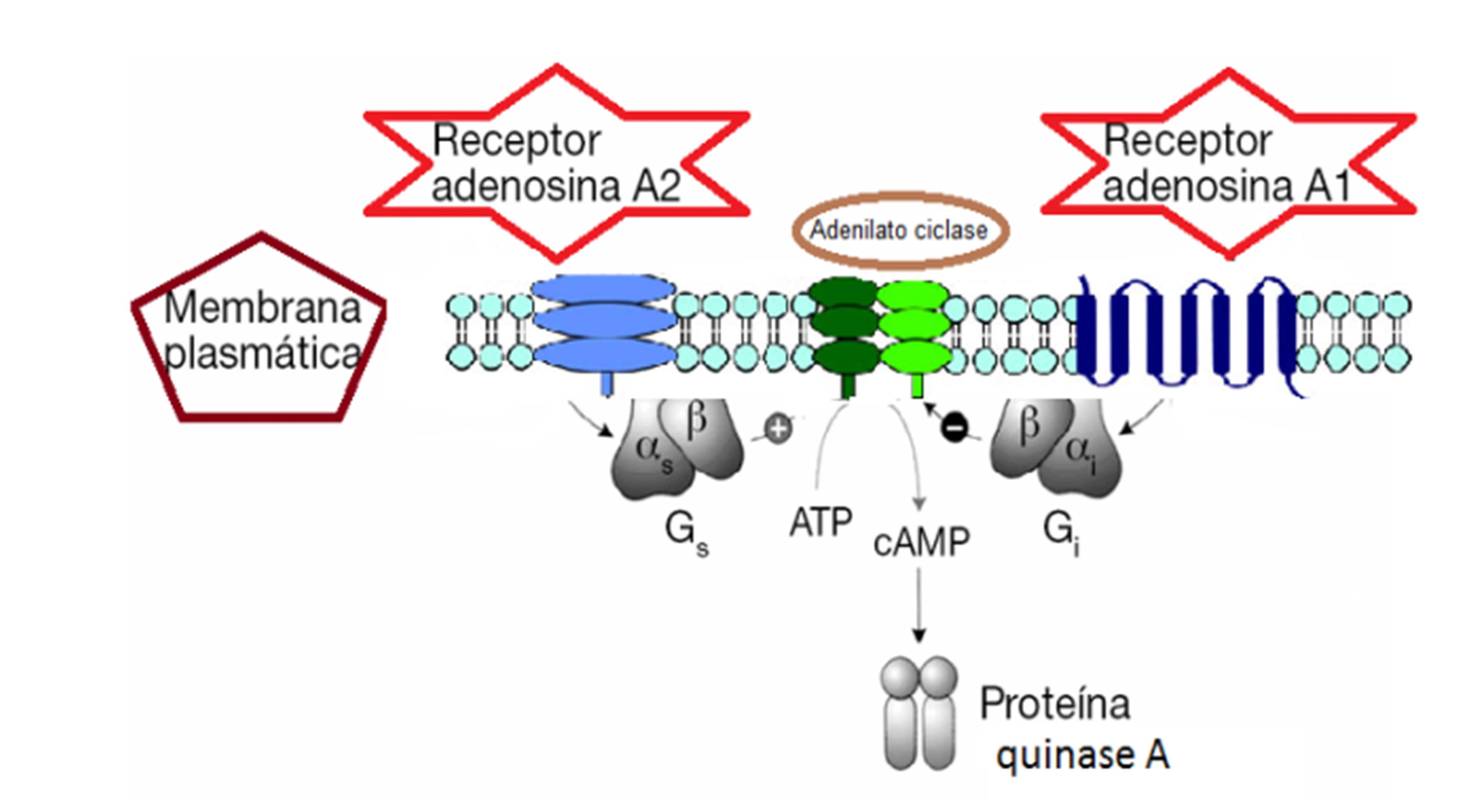 Figura 3: Estimulação e inibição da adenilato ciclase por diferentes receptores dopaminérgicos (D1 e D2).Adaptado Bear, M.F. et al., 1996.