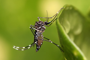 aedes aegypt O Mosquito É um mosquito africano, de tamanho próximo a 1 cm, preto, com manchas brancas pelo corpo, que vive quase em todo o mundo, especialmente em regiões tropicais