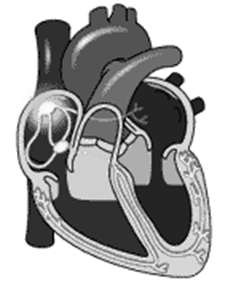 Bulhas cardíacas Bulha cardíaca (B1) As bulhas cardíacas são sons provenientes da vibração de estruturas cardíacas durante o ciclo cardíaco.