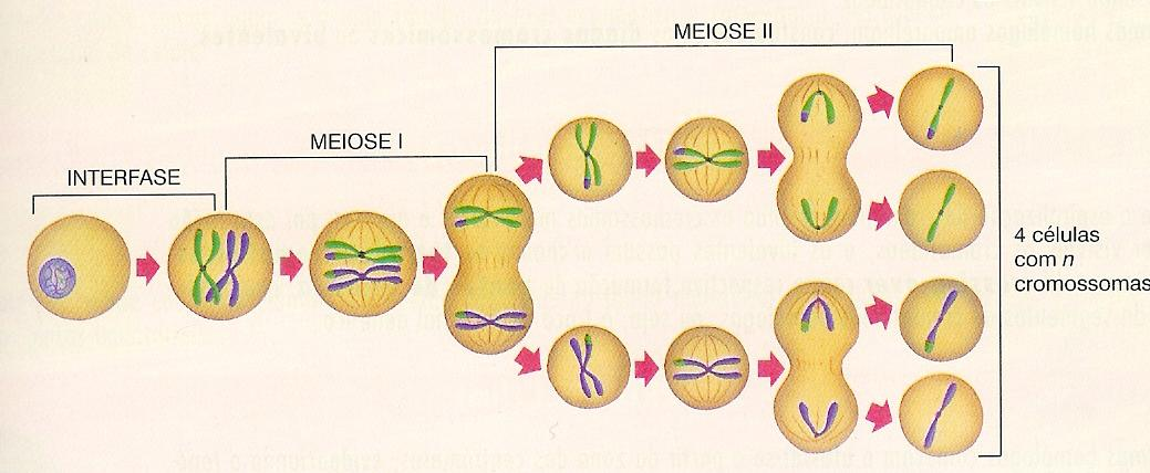 Meiose Meiose Ocorre apenas nas células das linhagens germinativas masculinas e feminina.