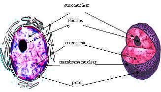 NÚCLEO E DIVISÃO CELULAR O núcleo celular (descoberto por Robert Brown, 1833) é uma estrutura presente nas células eucarióticas, que contém o DNA da célula.