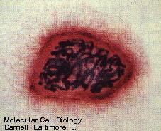 CICLO CELULAR Mitose Prófase É a fase mais longa da mitose Ocorre aumento no volume do núcleo; Os filamentos de cromatina começam a se condensar; Os nucléolos desaparecem;