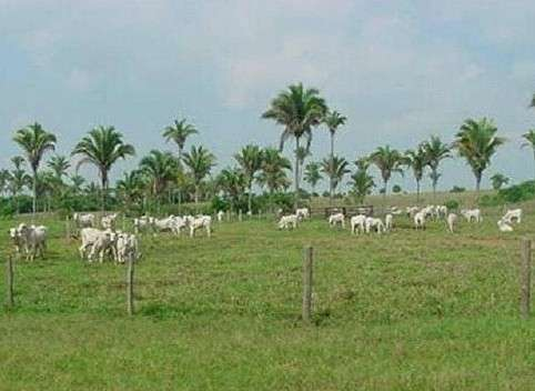 Condição Brasileira 207 milhões de cabeças 80% possui sangue zebuíno 97% criados a pasto (águas e