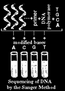 Método dideoxi ou de terminalização T G C A Deoxinucleotídeos normais T G C A Dideoxinucleotídeos (nucleotídeos