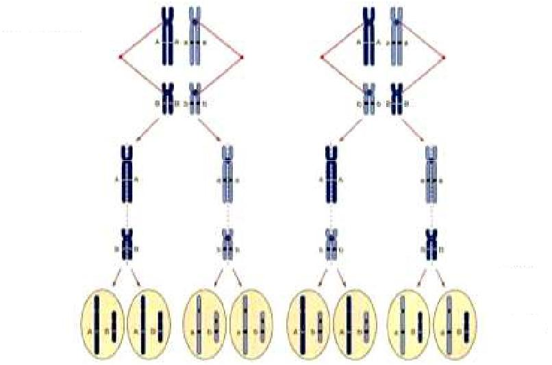 Teoria cromossómica Emparelhamento de cromossomas