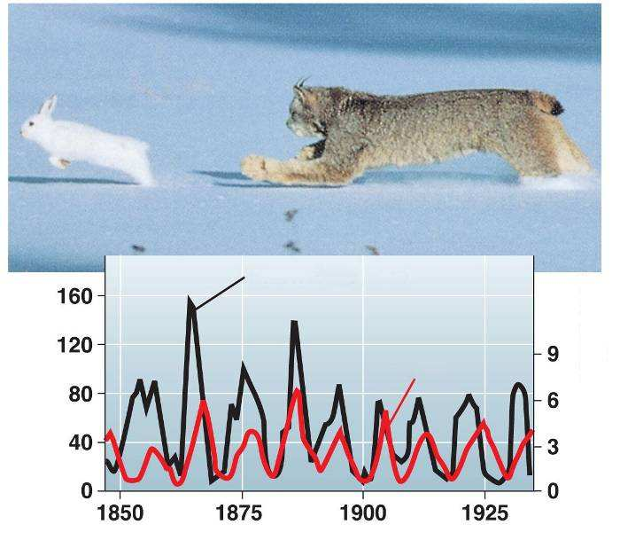 População do lince (x10 3 ) Interação predação