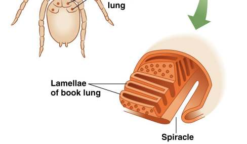 Quelicerados (Aranhas e Escorpiões) Possuem 4 pulmões 10 100 lamelas projetadas em uma cavidade cheia de ar Cavidade se abre para o meio externo via espiráculos Gases se difundem para