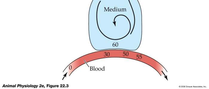 VENTILAÇÃO TIDAL O ar novo se mistura com o ar residual e a PpO 2 na superfície de troca é menor que a do ambiente O 2 se difunde para o sangue ao longo da superfície de troca.