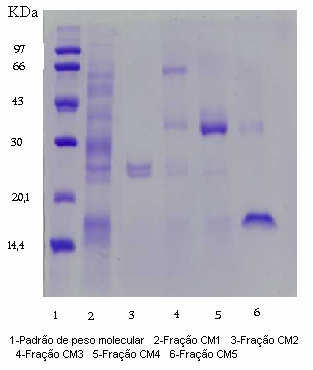 7 Para avaliar a ação da toxina, foram plaqueadas 2x10 5 células em microplacas de 96 poços.