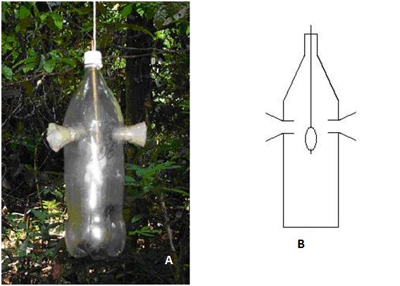 Para a coleta passiva utilizou-se três transeções também divididos em três pontos, mas com três armadilhas feitas artesanalmente com garrafas pet (Figura 2) para cada um dos pontos, e suspensas a 1,5