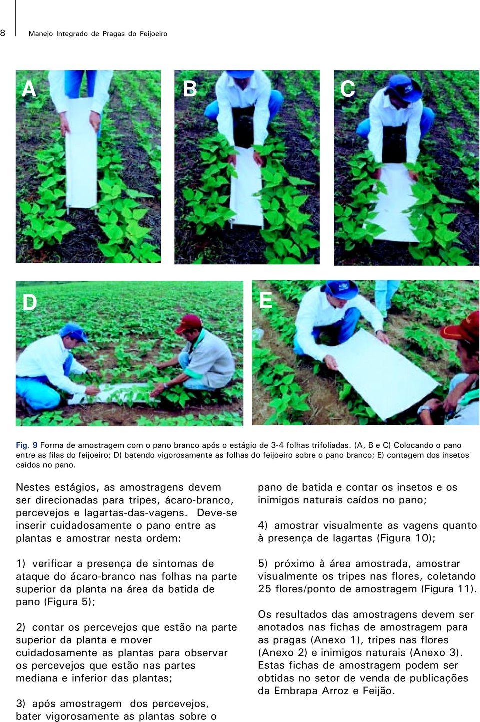 Nestes estágios, as amostragens devem ser direcionadas para tripes, ácaro-branco, percevejos e lagartas-das-vagens.