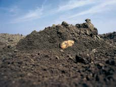 ESPAÇAMENTO ENTRE LINHAS As batatas podem ser plantadas em linhas a distâncias de 50-100 cm.
