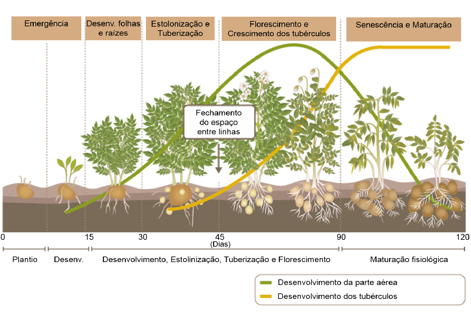 Figura 3. Estádios fenológicos e desenvolvimento da planta de batata. Adaptado de SQM, 2015.