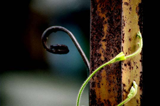 Sistemas caulinares aéreos Hastes com crescimento horizontal ( caules