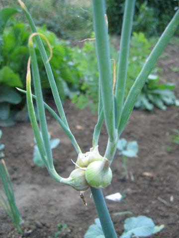 Allium Allium
