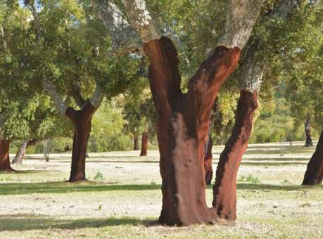 >>> Argamassas Térmicas: as vantagens da Cortiça A Cortiça é um produto extraordinário da floresta, obtido da casca do Sobreiro (Quercus suber L.). Portugal produz cerca de 52% da Cortiça mundial.