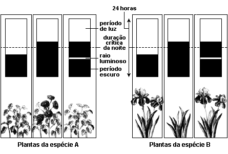 QiD ª SÉRIE PARTE BIOLOGIA Ao finl do período experimentl, form obtidos os seguintes resultdos: Plnt I: o crescimento verticl foi mntido e s gems lteris permnecerm dormentes Plnt II: o crescimento