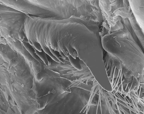 RESULTADOS 25 26 dm dm Figuras 25 e 26. Dente medial do ossículo urocárdico de Aegla camargoi (25) e Aegla leptodactyla (26). Barra: 0,5 mm. (dm: dente medial).