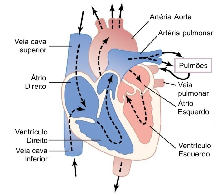 2 e o envia para os pulmões. O lado esquerdo recebe o sangue rico em oxigênio dos pulmões e o envia para todo o corpo. A Figura 1.
