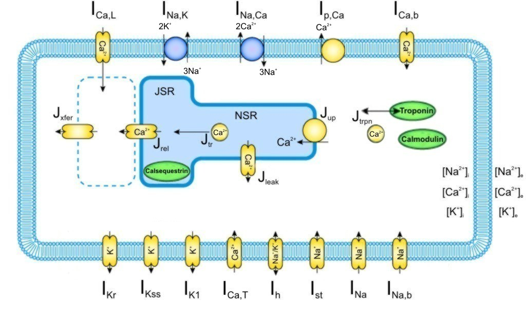 3.1 Metodologia 30 base nesses achados experimentais, a atividade elétrica no NSA de camundongos foi modelada através de um circuito elétrico acoplado a compartimentos subcelulares.