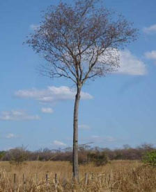 Napoleão, T.H. Atividade inseticida de lectinas de Myracrodruon urundeuva... 34 A aroeira-do-sertão é uma árvore decídua (Figura 2B) com um tronco reto e cilíndrico (LÓPEZ, 1987).