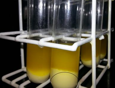 reação. As amostras serão então centrifugadas em uma centrífuga durante 5 minutos com o intuito de separar a fase aquosa contendo a enzima e o glicerol da fase oleosa contendo o produto de interesse.