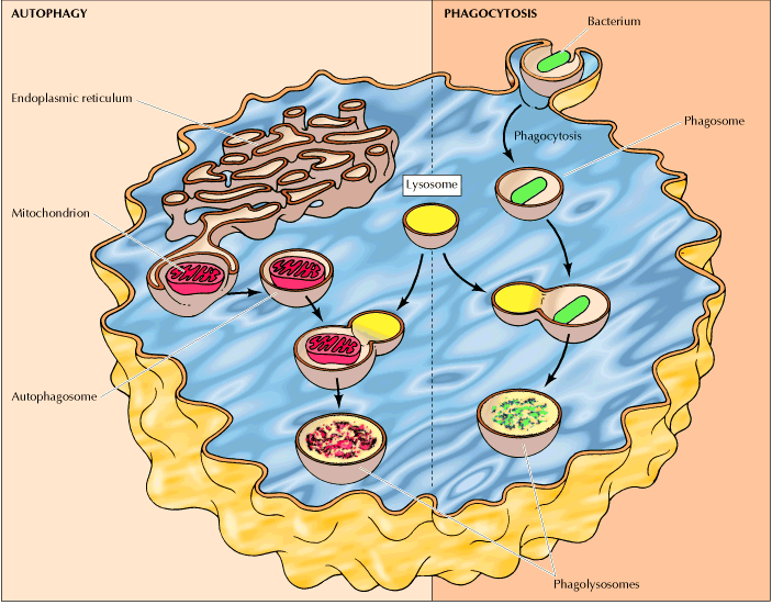 Endocitose mediada por receptor * Dependente de receptores * Seletiva * Receptores