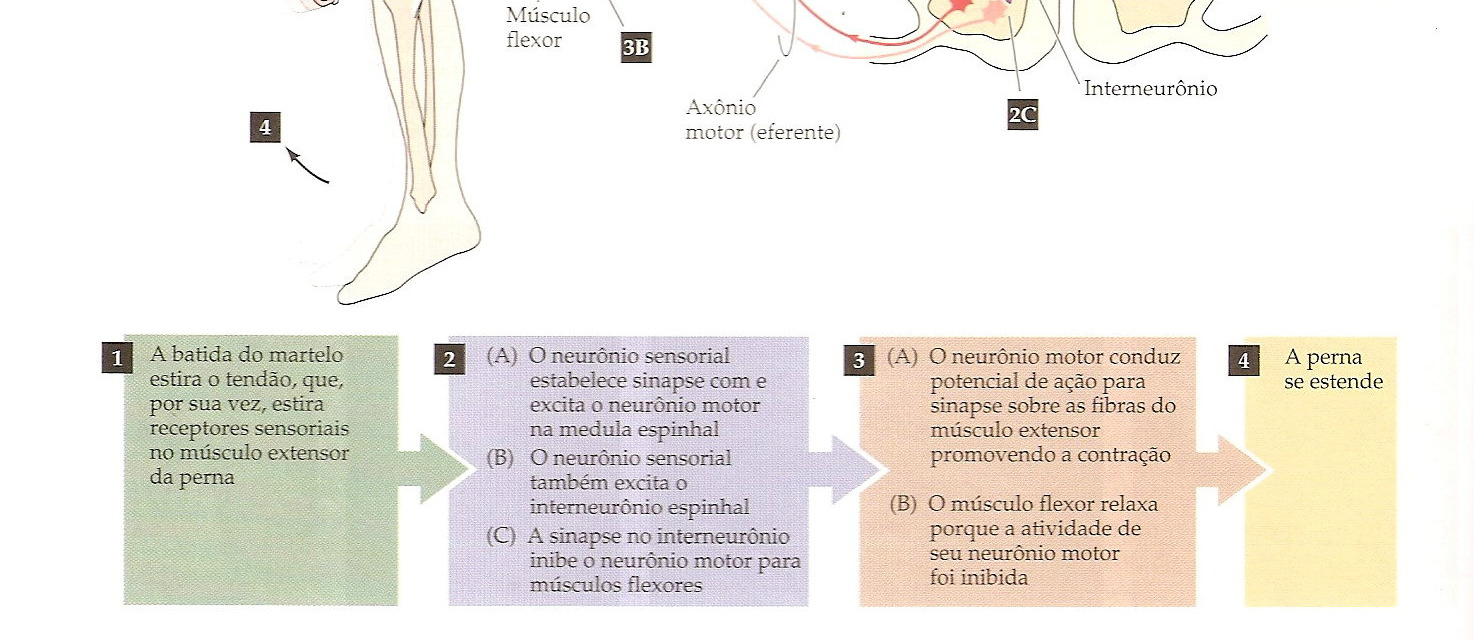 REFLEXO MIOTÁTICO OU DE ESTIRAMENTO Envolvido no controle postural. Contração em resposta a estiramento. Arco reflexo Monossináptico.