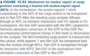Transporte através do poro nuclear As proteínas RAN são as responsáveis pela importação de moléculas para o núcleo celular e apresentam sítios de