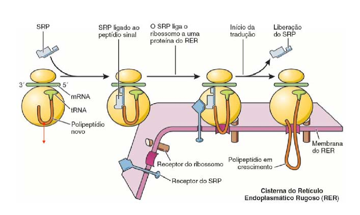 Sistema de Endomembranas Retículo endoplasmático liso