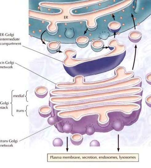 Complexo de Golgi Organela membranosa formada por cisternas