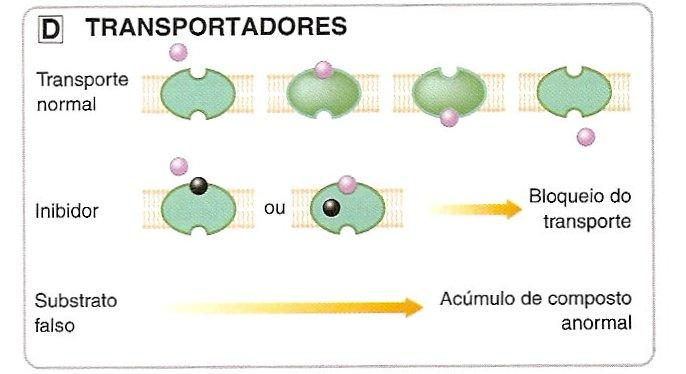 4-Moléculas Transportadoras: O transporte de íons e de pequenas moléculas orgânicas através das membranas celulares geralmente exige uma proteína transportadora, visto que as moléculas permeáveis são