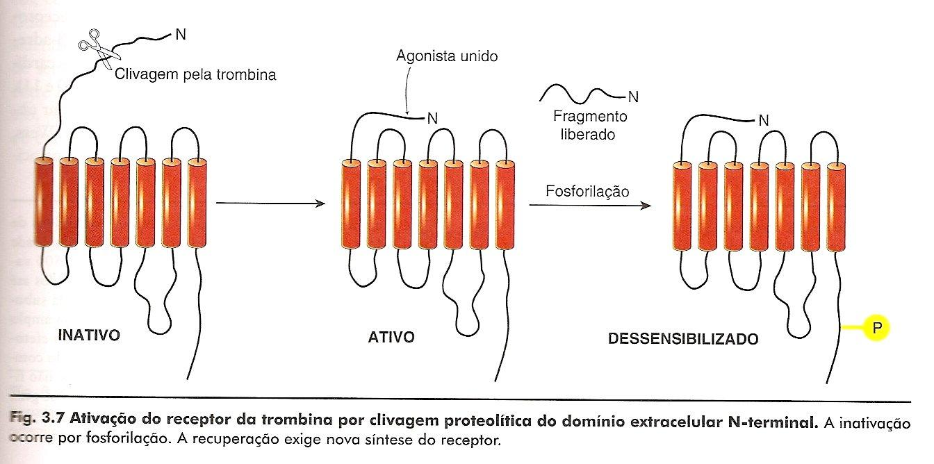 -GPCR da Trombina: Fonte: Rang, 2004. A trombina é uma protease que atua ao remover resíduos de aminoácidos da cauda N-terminal extracelular do receptor.