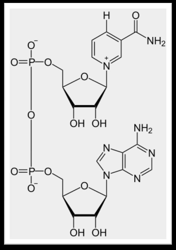 NAD+ NADH