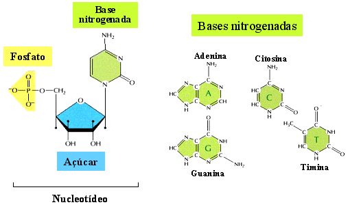 Estrutura Molecular do