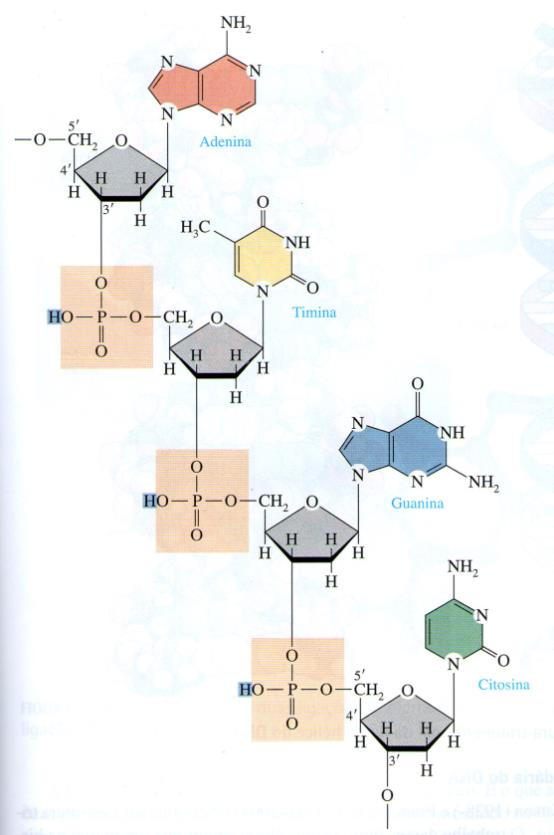Estrutura Molecular da Cadeia dos Nucleotídeos: Apresenta 2 partes: Cadeia Principal: é o esqueleto da molécula, formada pelas