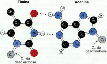 Estrutura Molecular do DNA: É um polímero de nucleotídeos (monômeros) apresentam:: Estrutura Primária: Dupla Cadeia de