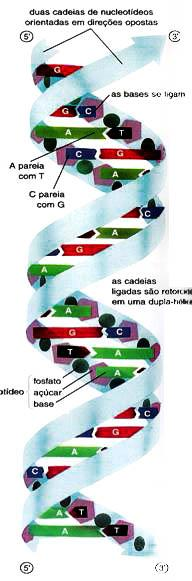 Estrutura Molecular do DNA: É um polímero de nucleotídeos (monômeros)