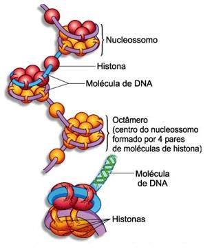 Estrutura Molecular do DNA: É um polímero de nucleotídeos (monômeros) apresentam:: Estruturas