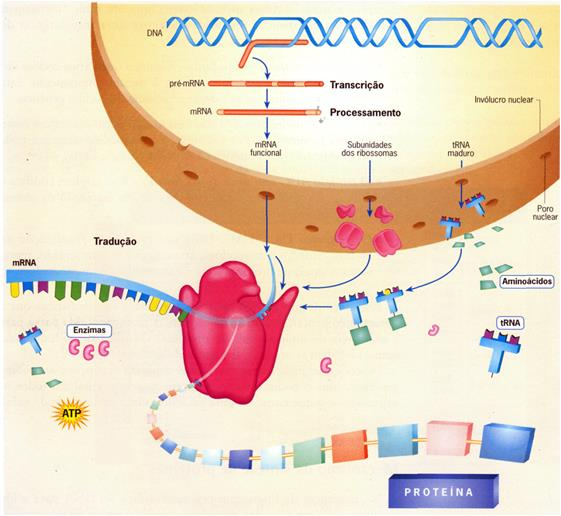 Função do DNA: O Gene Código