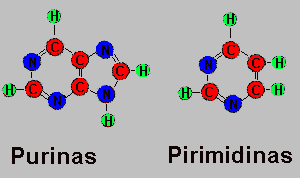 Estrutura Molecular dos Nucleotídeos: Os nucleotídeos são constituídos por 3 unidades: Bases Nitrogenadas: são compostos cíclicos contendo o nitrogênio, e todas são básicas porque são