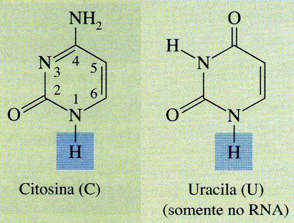 Estrutura Molecular dos Nucleotídeos: Os nucleotídeos são constituídos por 3 unidades: Bases Nitrogenadas: são compostos cíclicos contendo o nitrogênio, e todas são