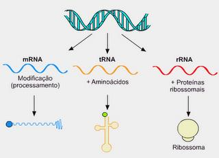 Tipos de RNA: São sintetizados no núcleo a partir do DNA através do processo denominado