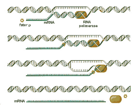 Tipos de RNA: São sintetizados no núcleo a partir do DNA através do