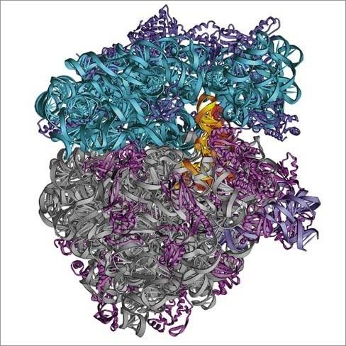 Tipos de RNA: São sintetizados no núcleo a partir do DNA através do