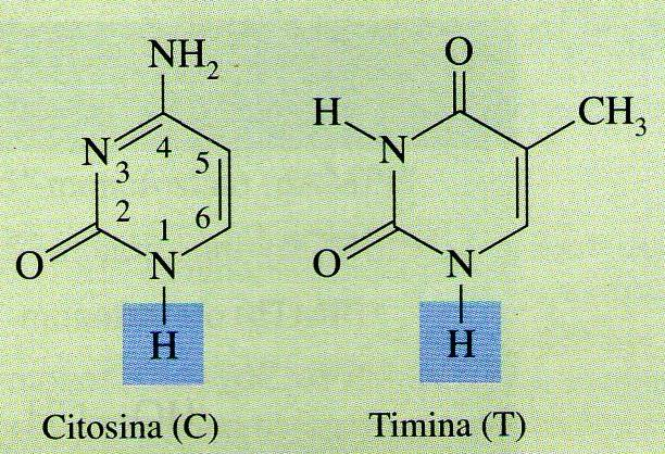 Estrutura Molecular dos Nucleotídeos: Os nucleotídeos são constituídos por 3 unidades: Bases Nitrogenadas: são compostos cíclicos contendo o nitrogênio, e todas