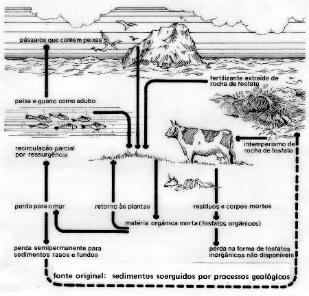 1. Objetivo Com este trabalho pretende-se apresentar, dentro do assunto ciclos biogeoquímicos, o ciclo do fósforo, mostrando a troca ou a circulação de matéria entre os componentes vivos e