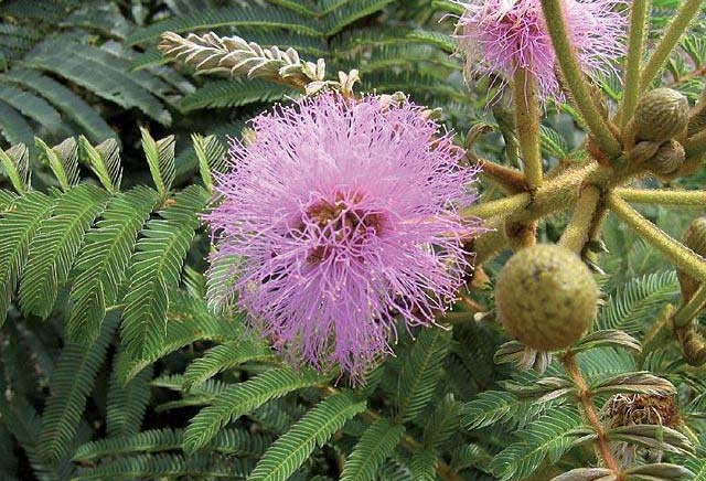 HINÁRIO SOIS BALIZA Tema 2012: Flora Brasileira Mimosa regina Barneby GERMANO GUILHERME 1 www.hinarios.